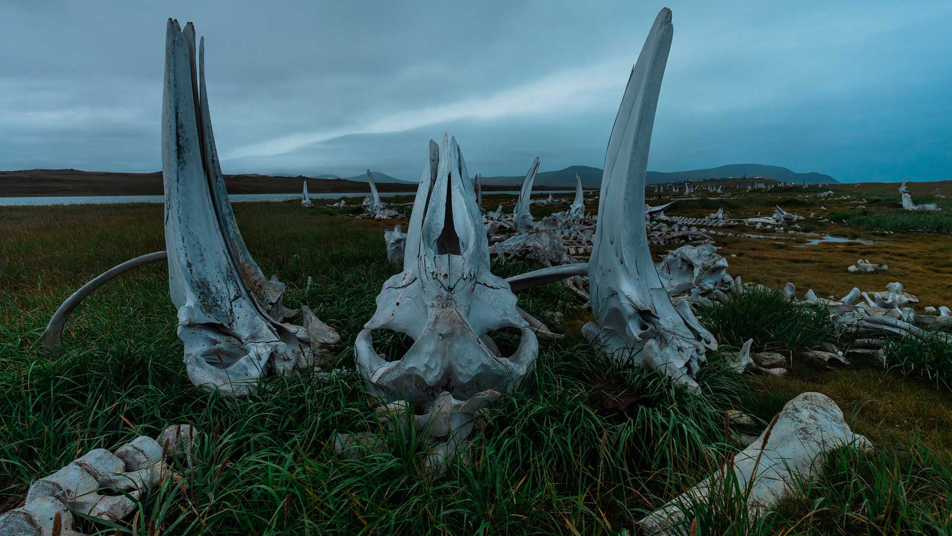  Природные территории России, заповедники и национальные парки. Китовое кладбище, посёлок Янракыннот