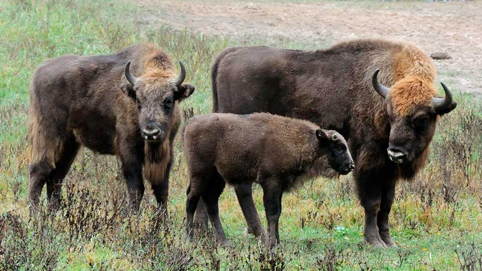  Кавказско-беловежские зубры Окского заповедника