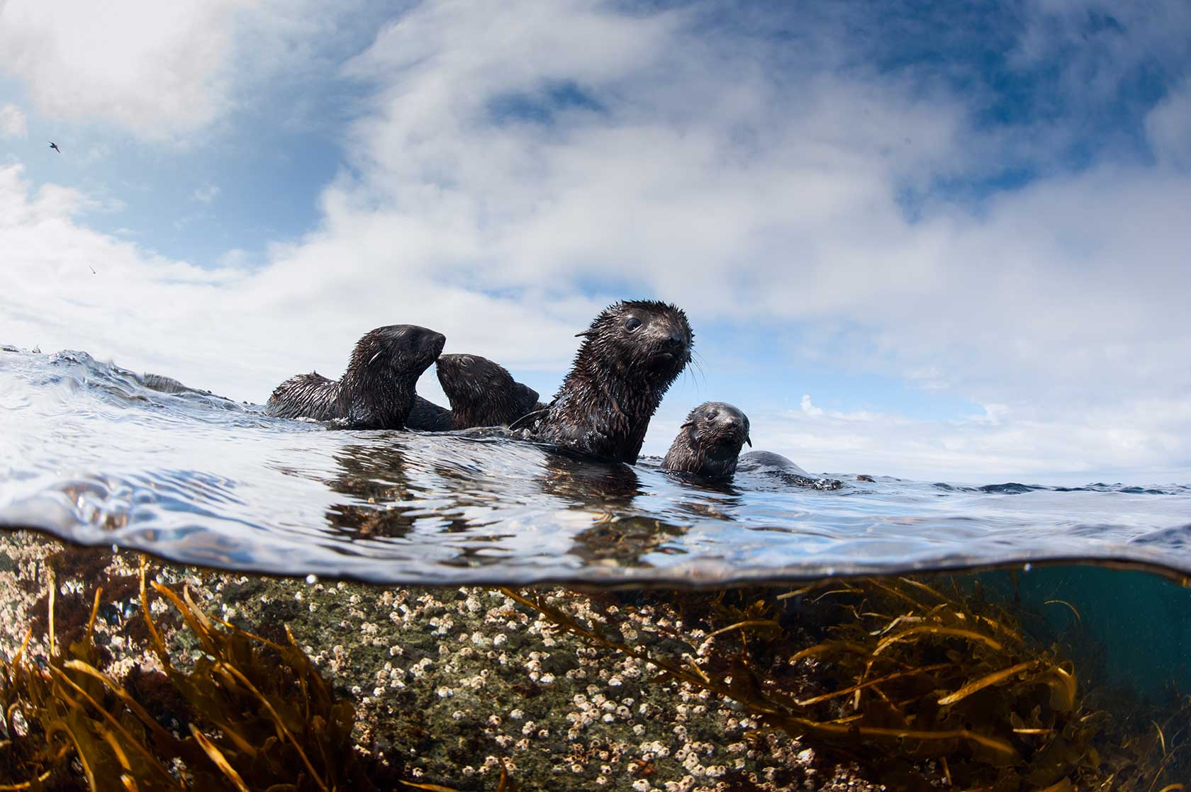  Андрей Сидоров поймал в кадр морского котика