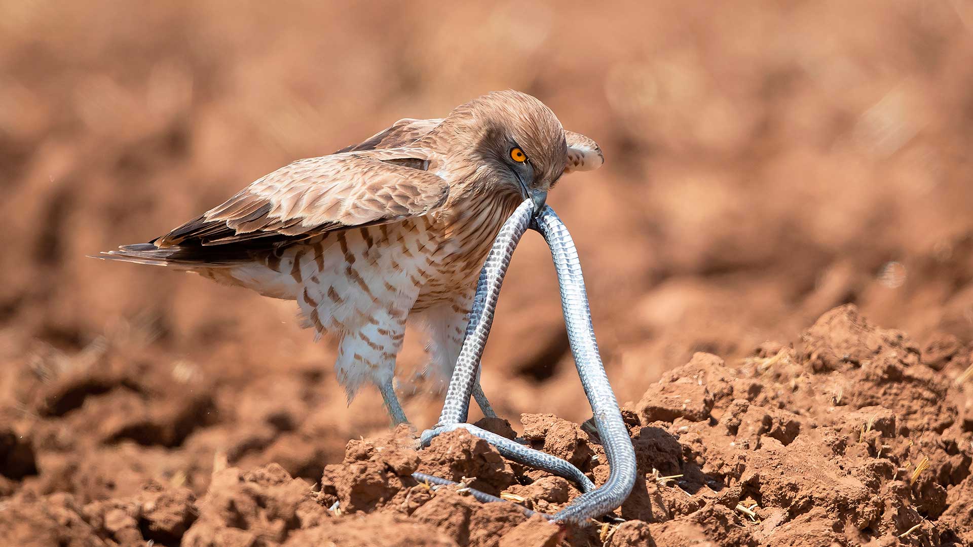  Растения и животные под охраной. Змееяд
