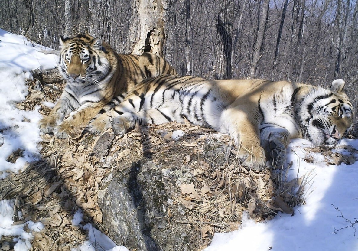  Амурские тигры Борис и Светлая в заказнике «Журавлиный» Еврейской автономной области.