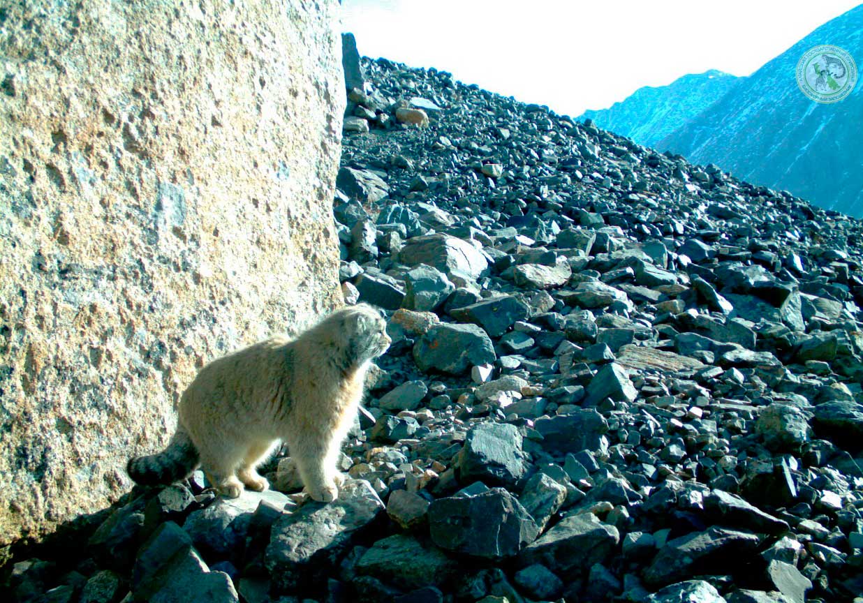  Манул в Алтайском заповеднике