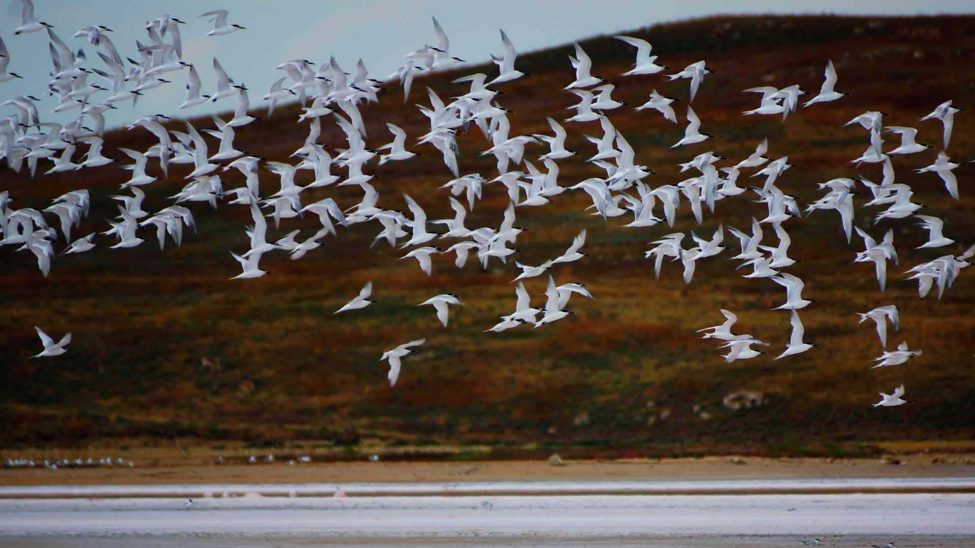  Особо охраняемые природные территории: заказник «Каркинитский»