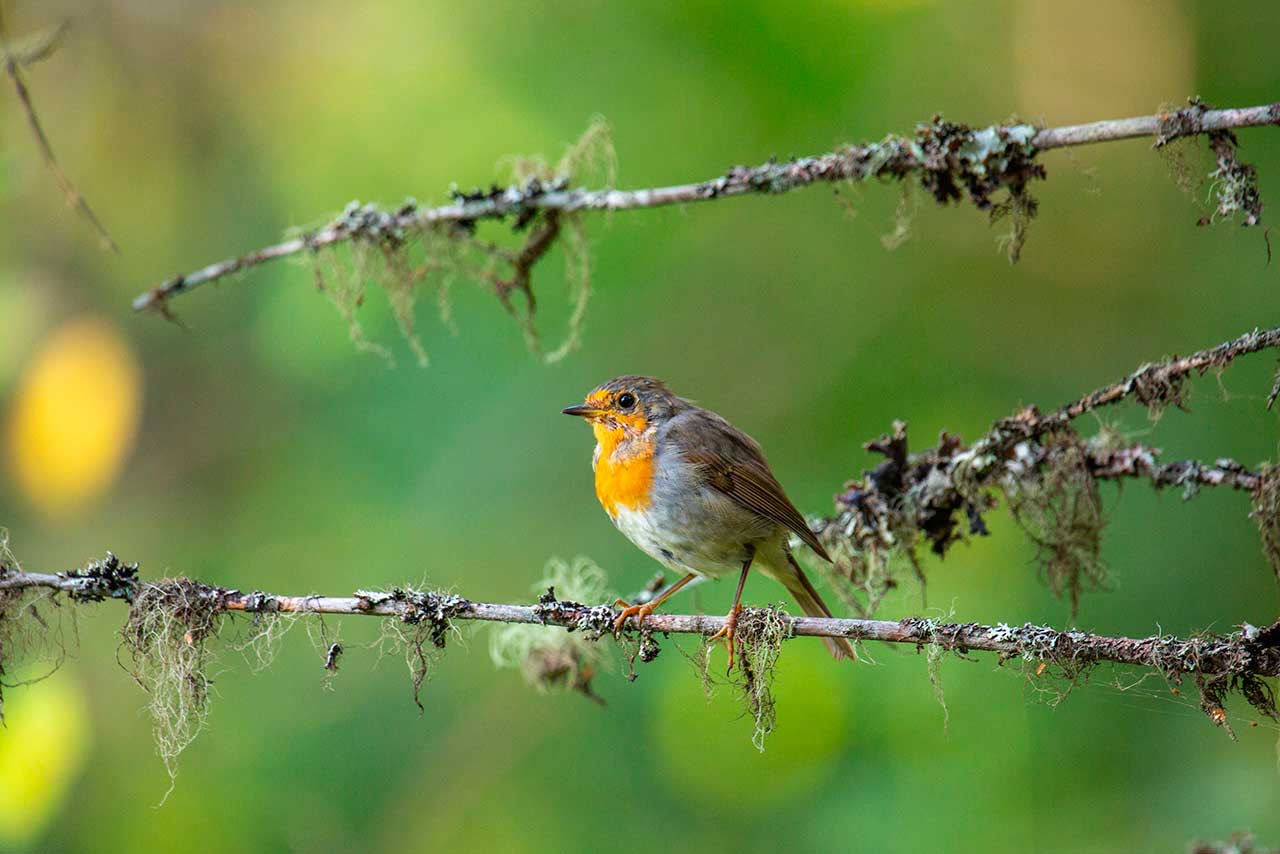  Зарянка в Койгородском парке