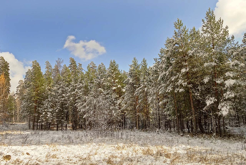  Первый снег выпал в Бузулукском бору