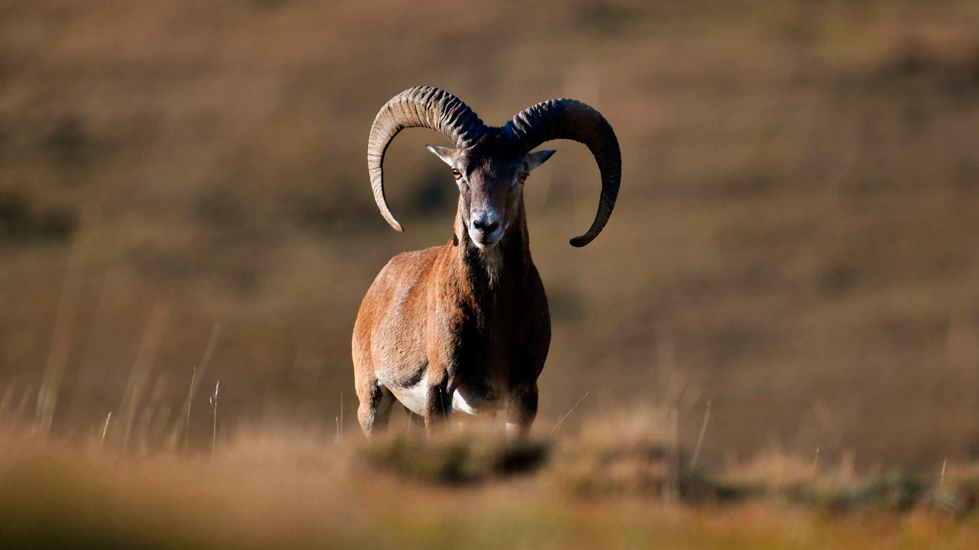  Животные нуждающиеся в охране: крымский муфлон