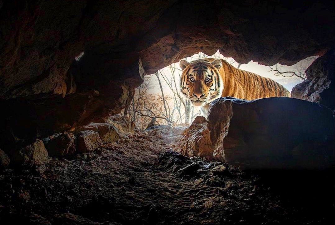  О животных Красной книги России говорит Сергей Найденко, директор Института проблем экологии и эволюции им. А.Н. Северцова