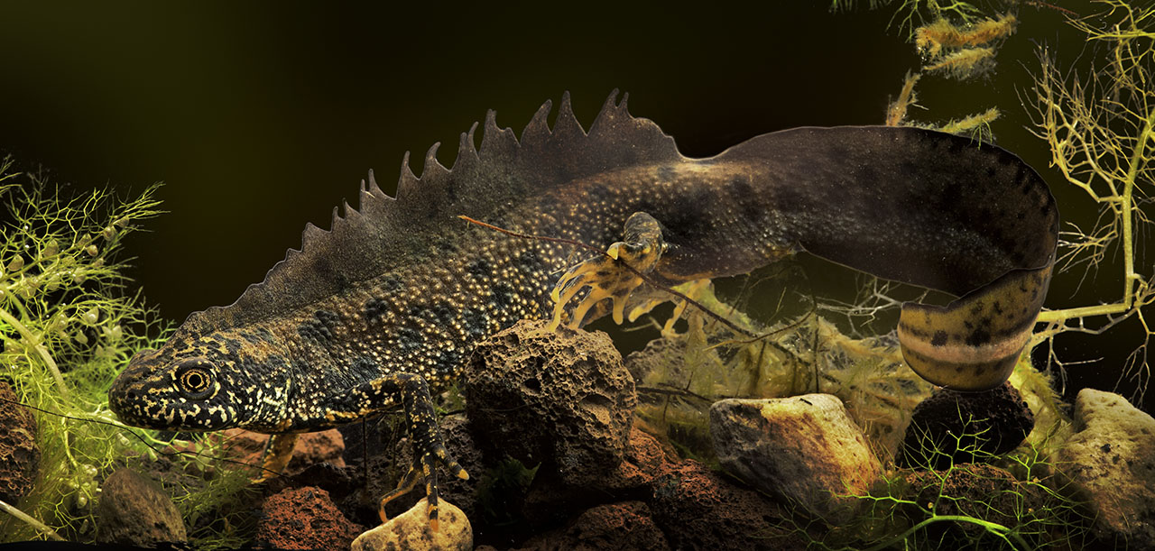  Мониторинг экологической среды: гребенчатый тритон