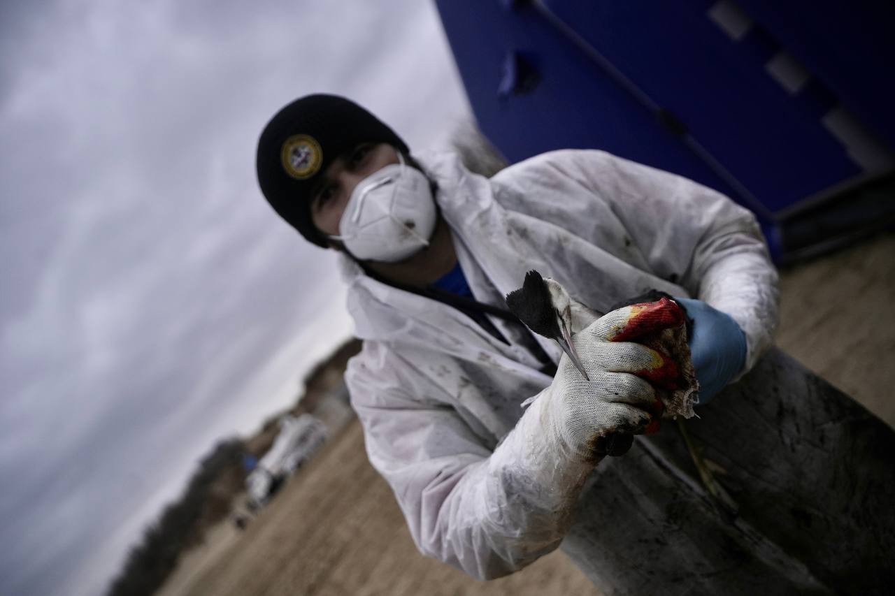  Спасение птиц на пляжах Анапы