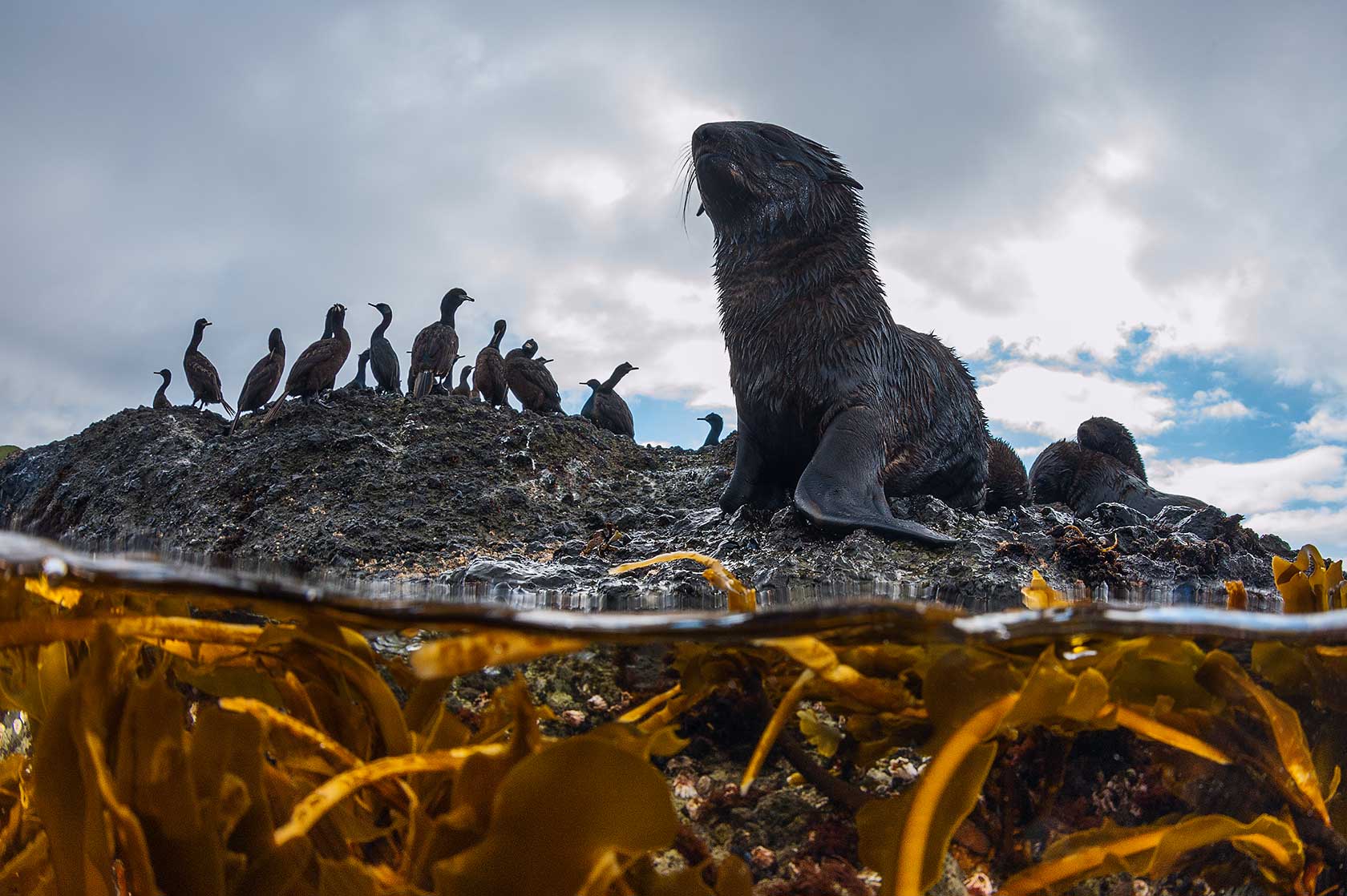  Андрей Сидоров поймал в кадр морского котика