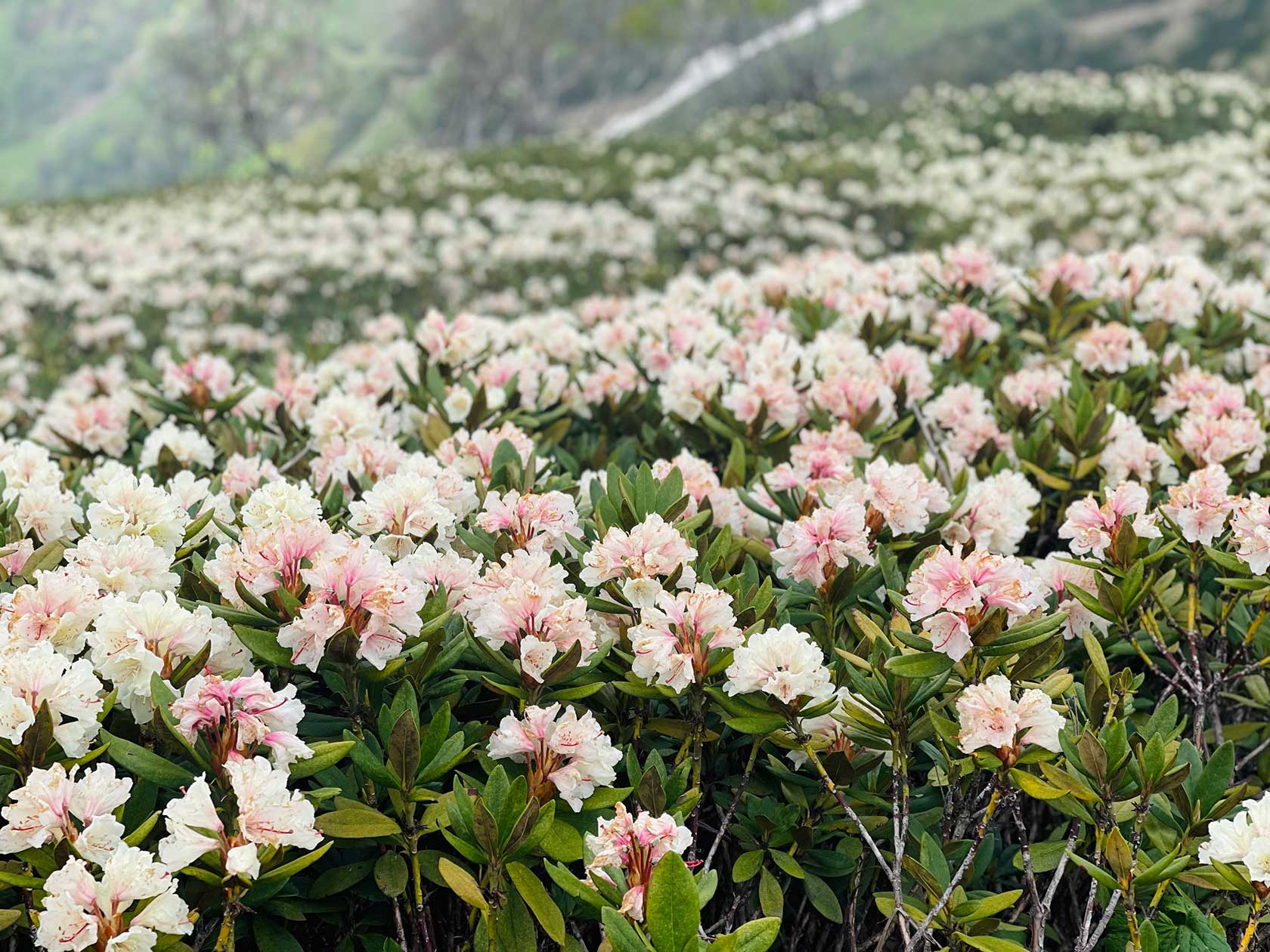  Национальные и природные парки России: Рододендрон кавказский