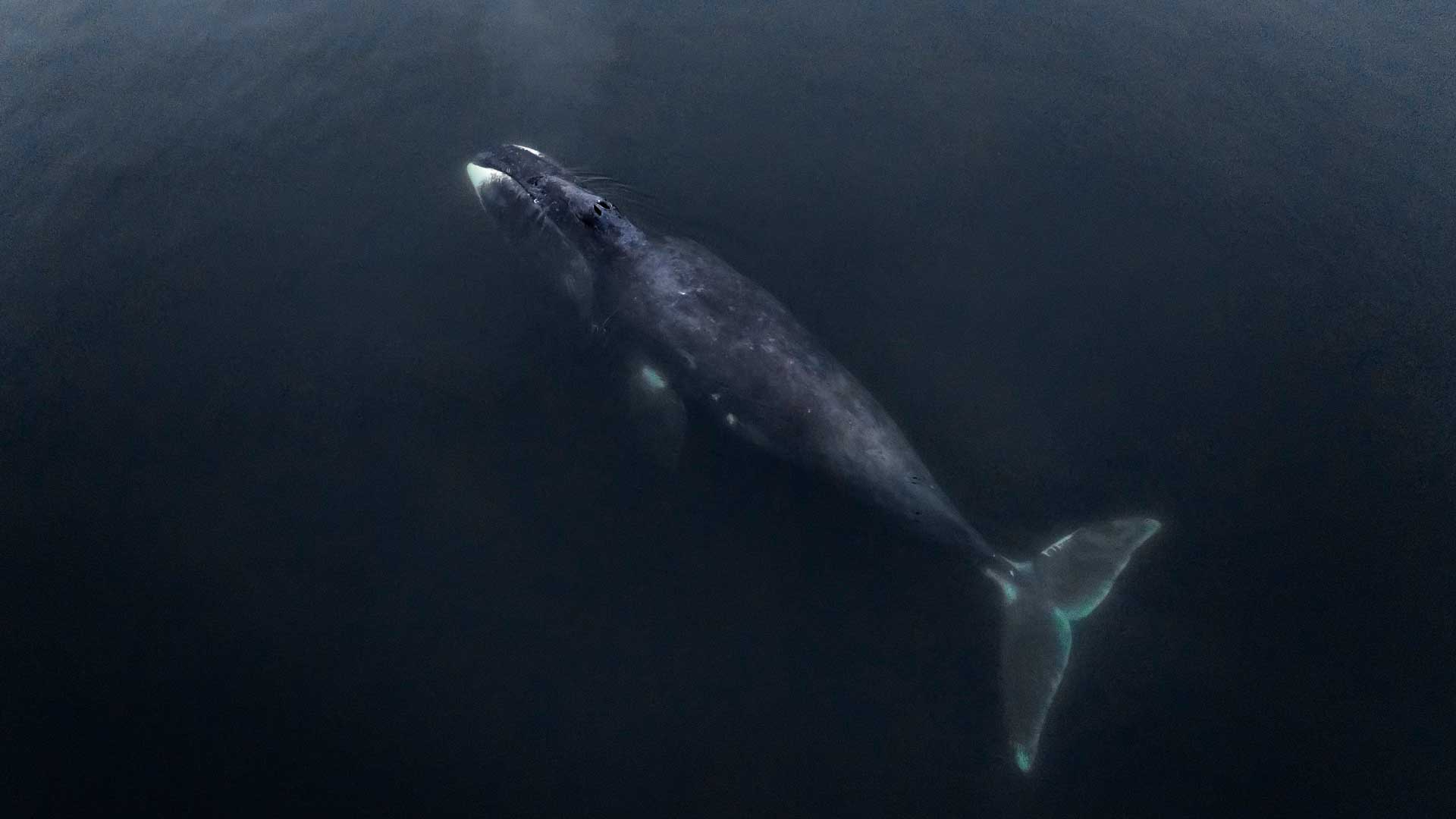  Гренландский кит в заливе Николая, Шантарские острова