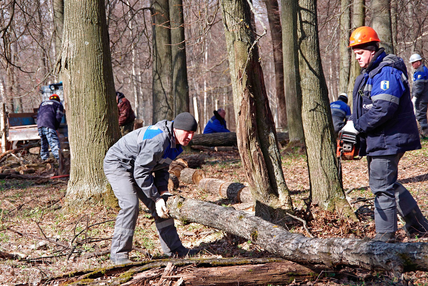  Волонтёры помогают расчистить территорию заповедника от валежника, сажают новые деревья.