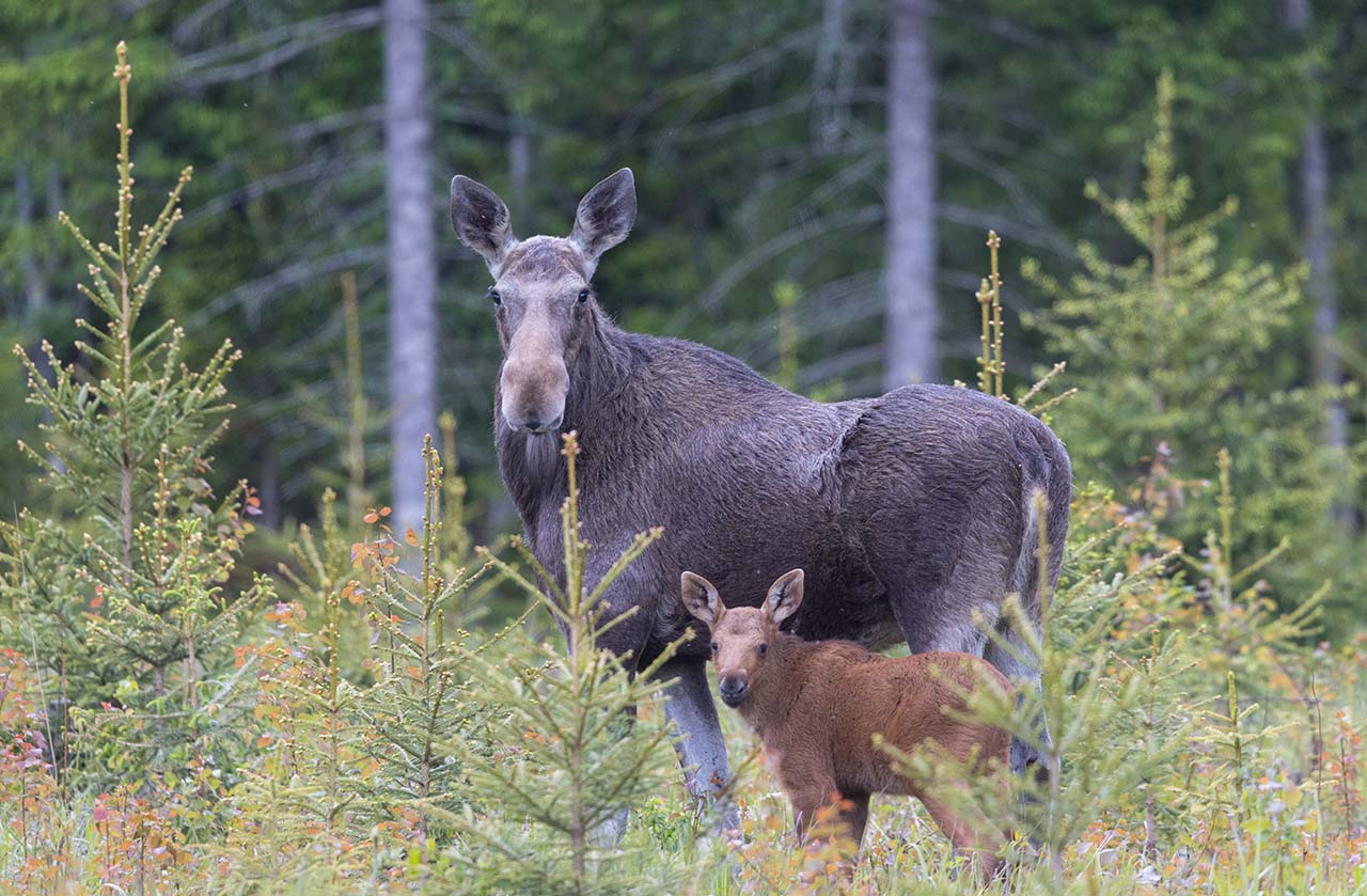  Лосиха с детёнышем в национальном парке
